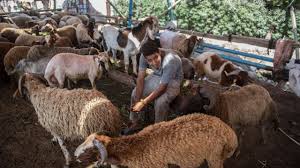 eid-al-adha-the-festival-of-sacrifice
